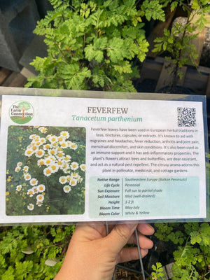 Feverfew