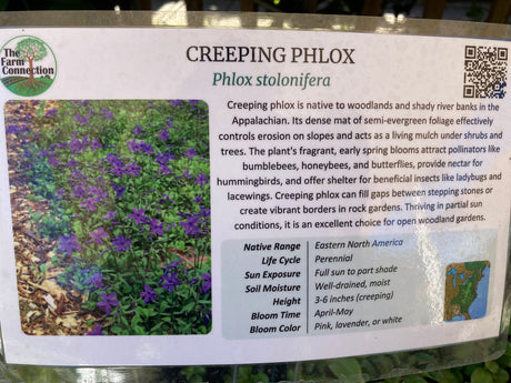 Creeping Phlox