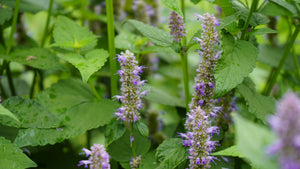 Agastache foeniculum anise hyssop potted plant for sale