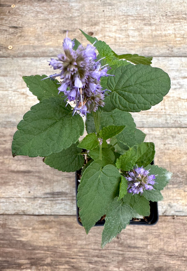 Agastache foeniculum anise hyssop potted plant for sale