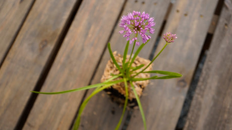 Allium millenium potted plant for sale