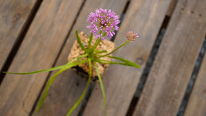 Allium millenium potted plant for sale