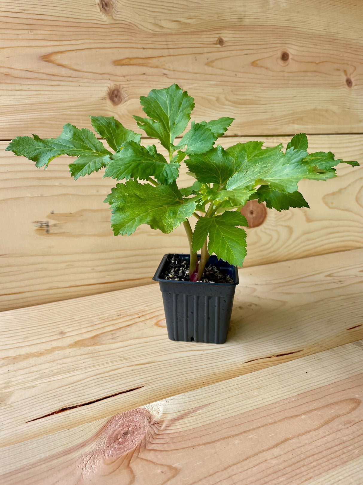 Angelica Organically Grown Native Plants for Sale