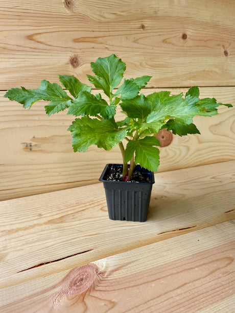 Angelica Organically Grown Native Plants for Sale