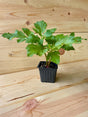 Angelica Organically Grown Native Plants for Sale