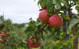 Cortland Apple Tree For Sale