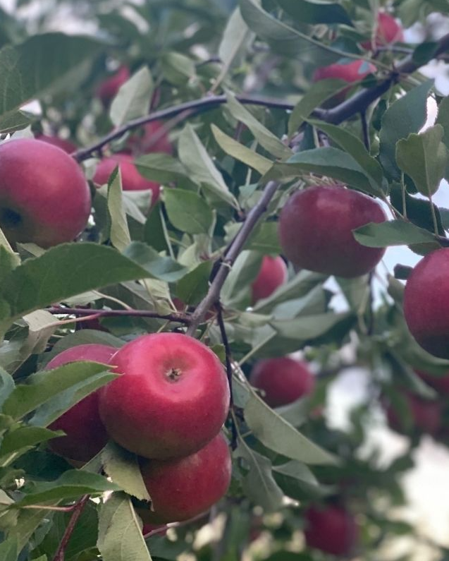 Crimson Crisp Apple Bare Root Tree For Sale