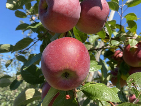 Enterprise Apple Bare Root Tree For Sale