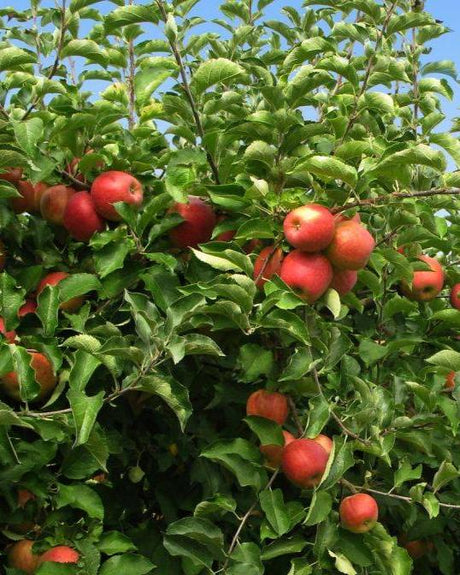 Fuji Apple Bare Root Tree For Sale