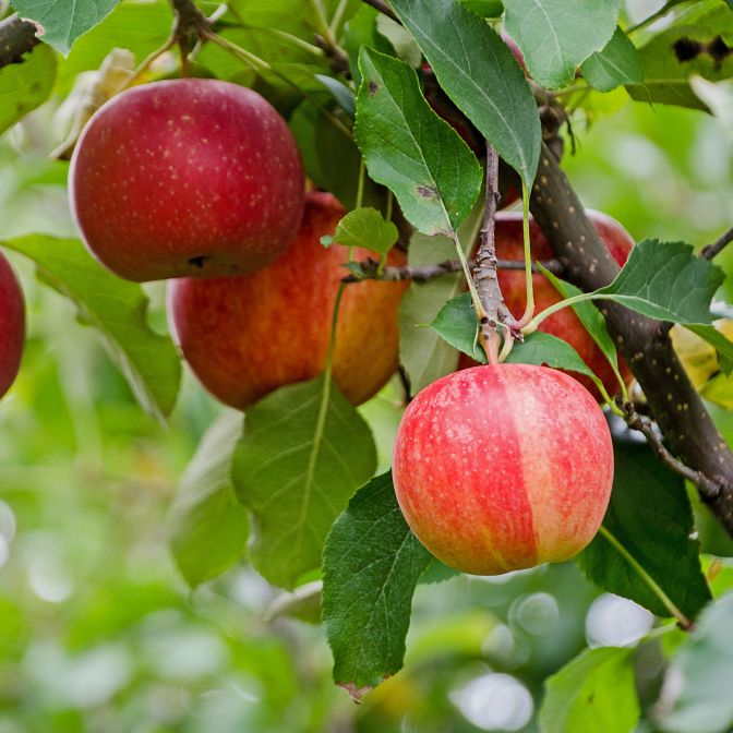 Gala Apple Tree For Sale