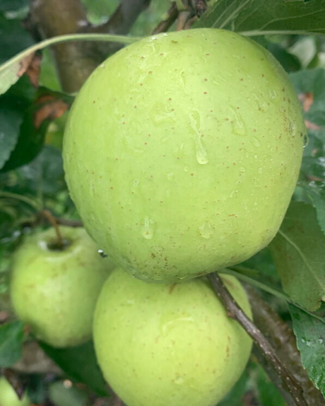 Gibson Gold Apple Bare Root Tree For Sale