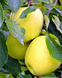 Golden Delicious Apple Bare Root Tree For Sale