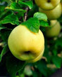 Honeygold Apple Bare Root Tree For Sale