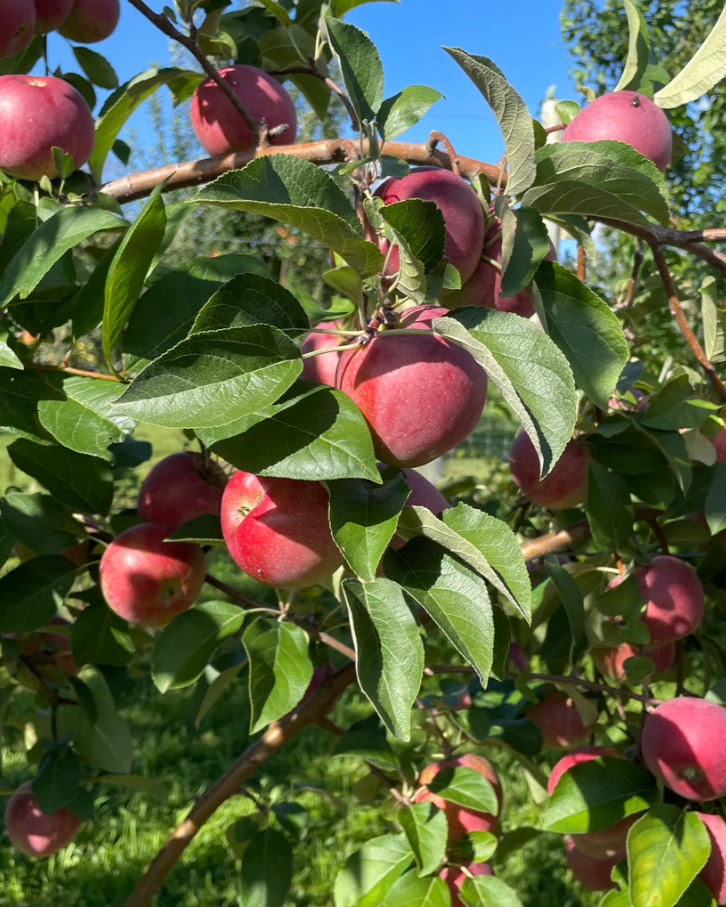 Liberty Apple Bare Root Tree For Sale