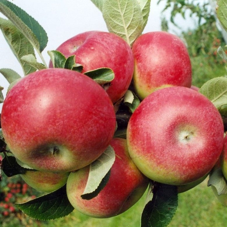 McIntosh Apple Tree For Sale