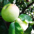 Mutsu Apple Tree For Sale