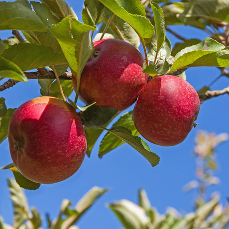 Red Delicious Apple Tree For Sale