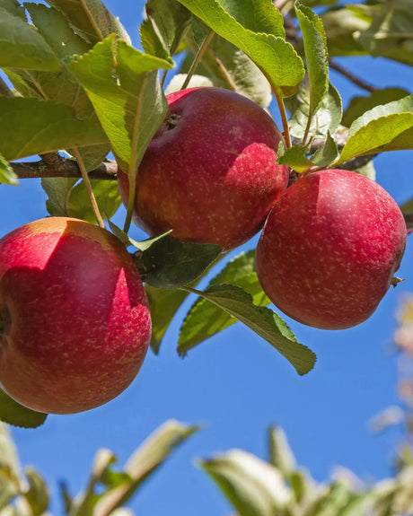 Red Delicious Apple Bare Root Tree For Sale