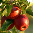 Red Rome Apple Tree For Sale