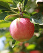 Stayman Winesap Apple Bare Root Tree For Sale