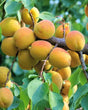 Goldcot Apricot Bare Root Tree For Sale