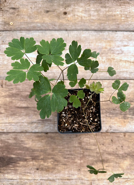 Aquilegia canadensis wild columbine potted plant for sale