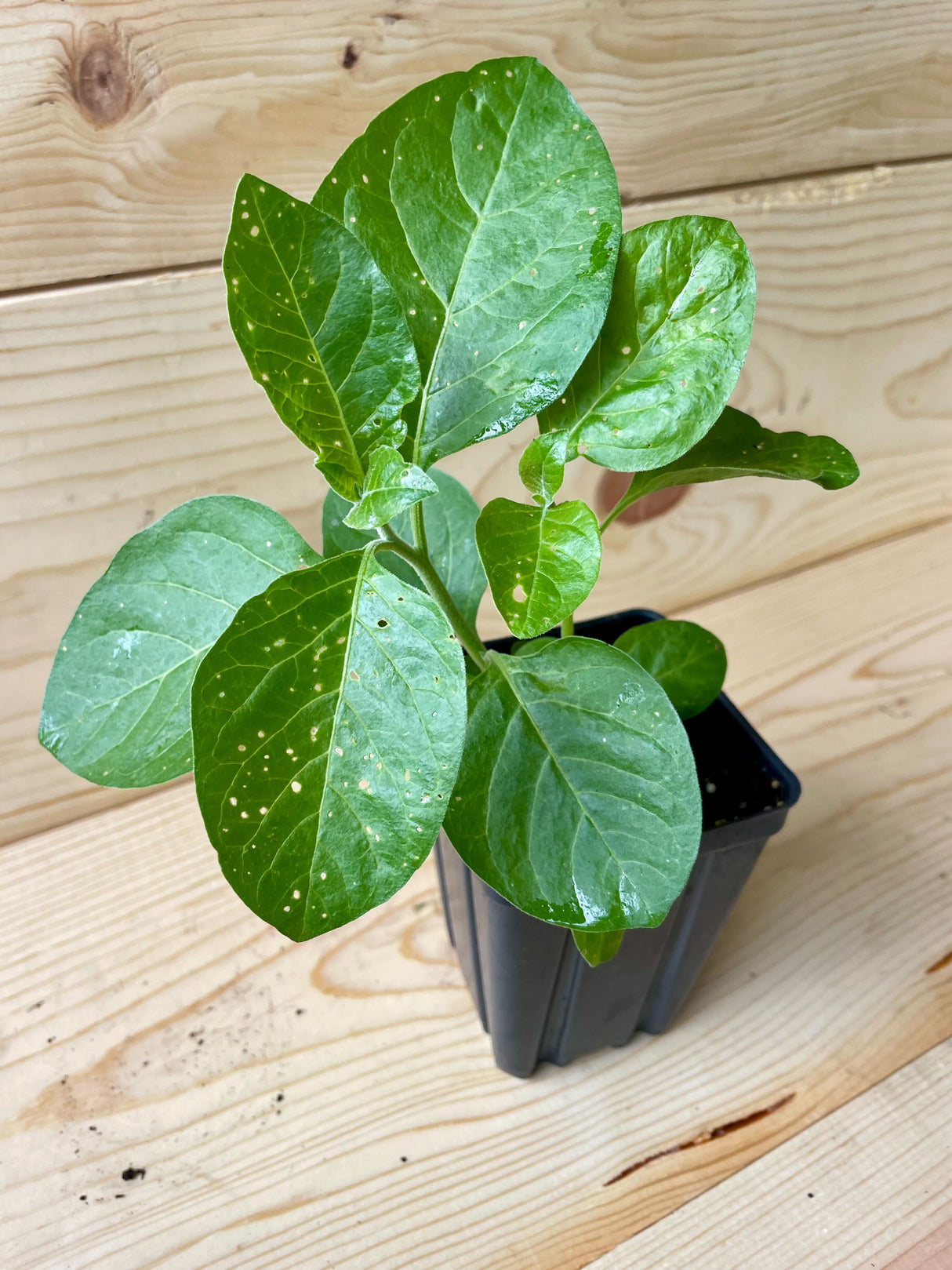 Ashwaganda Organically Grown Native Plants for Sale