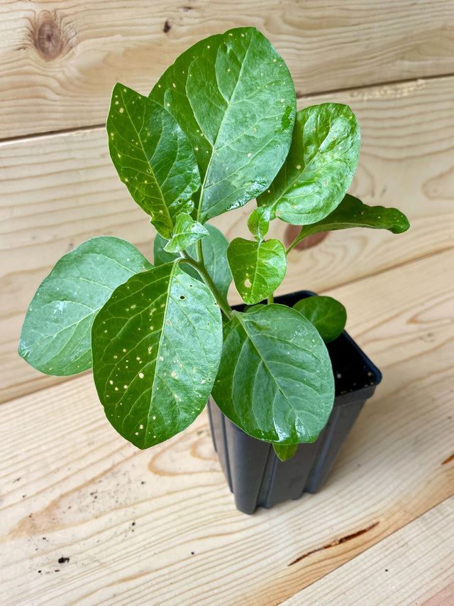 Ashwaganda Organically Grown Native Plants for Sale