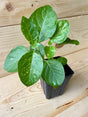 Ashwaganda Organically Grown Native Plants for Sale