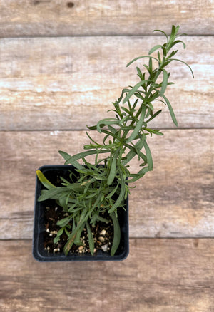 Aster ericoides Snow Flurry potted plant for sale