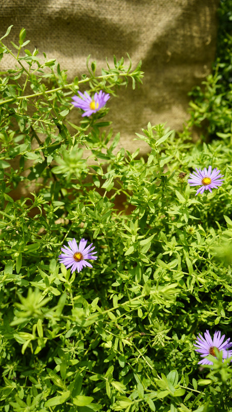 Aster oblongifolius aromatic aster flower for sale