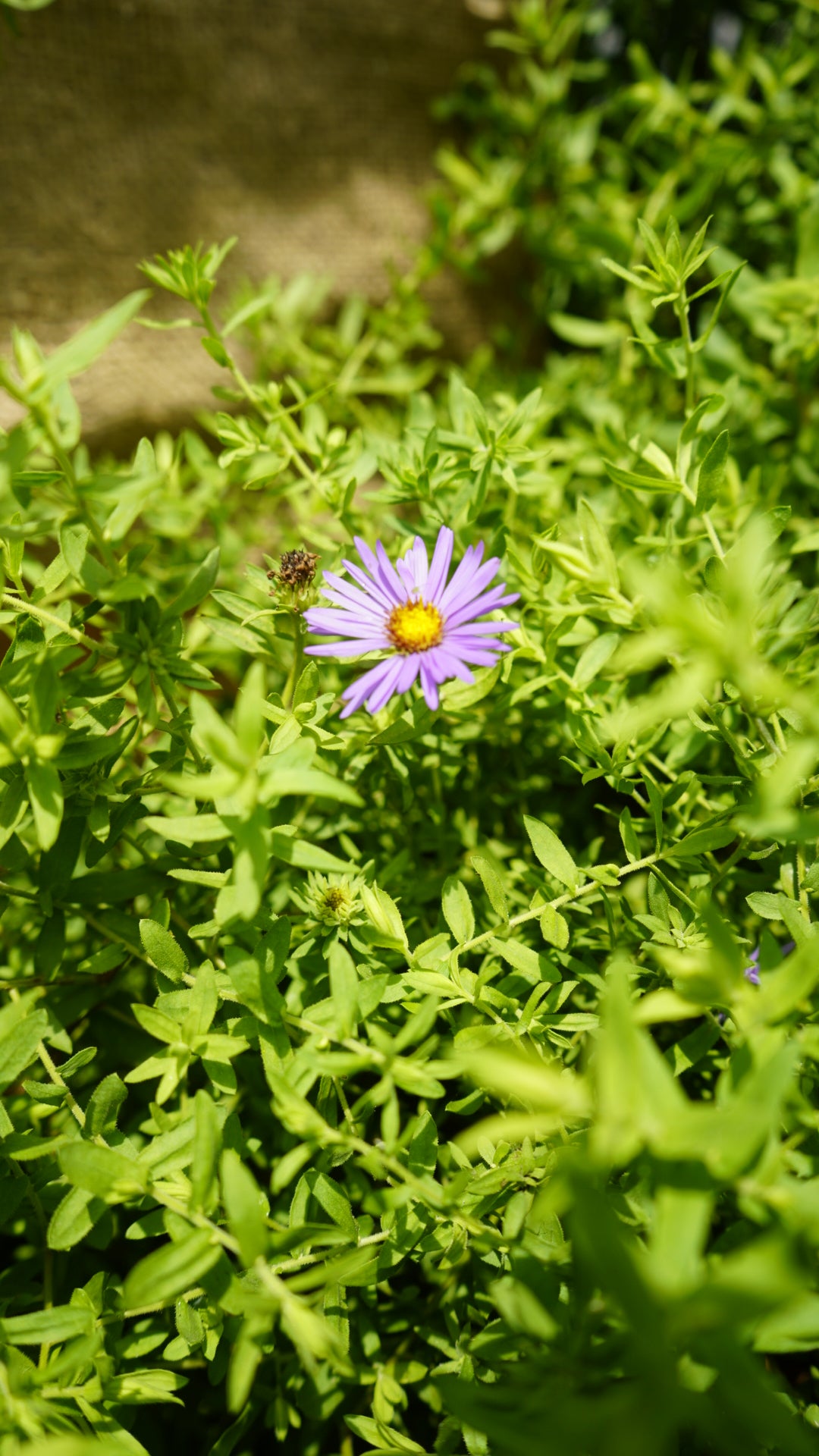 Aster oblongifolius aromatic aster flower for sale