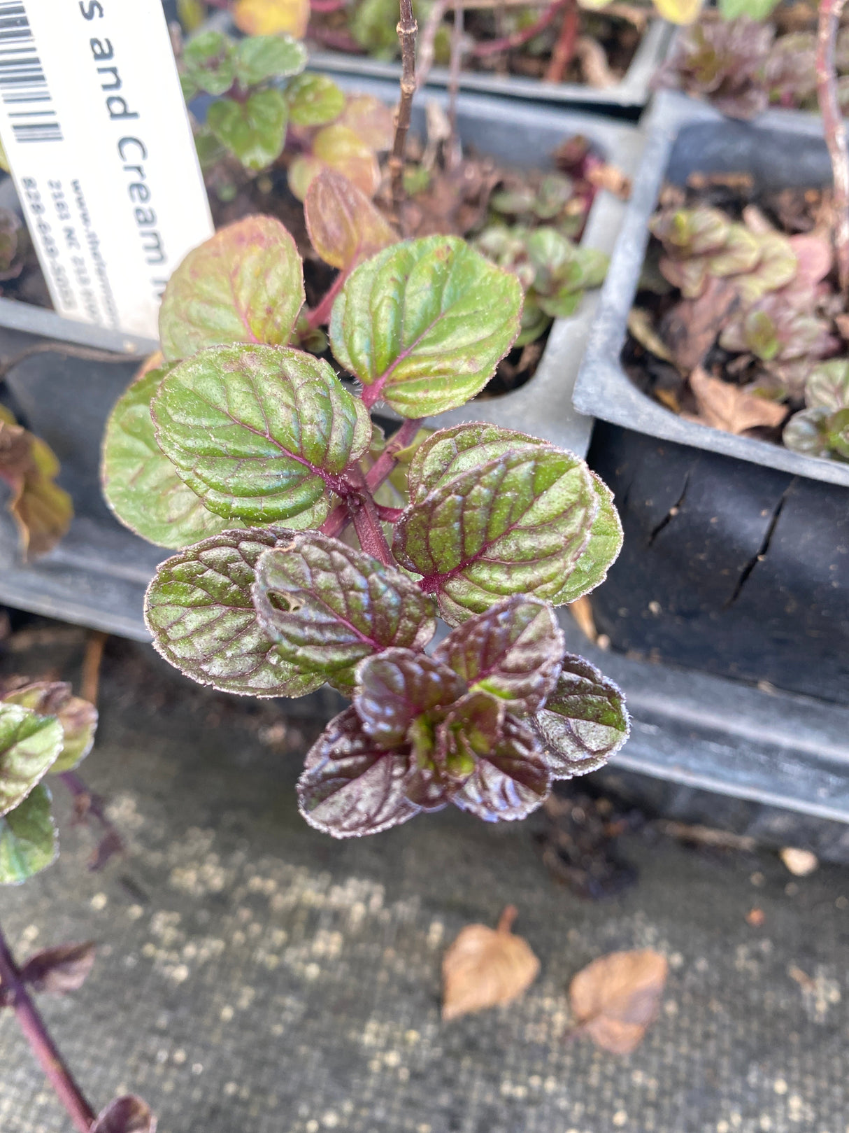 Berries and Cream Mint