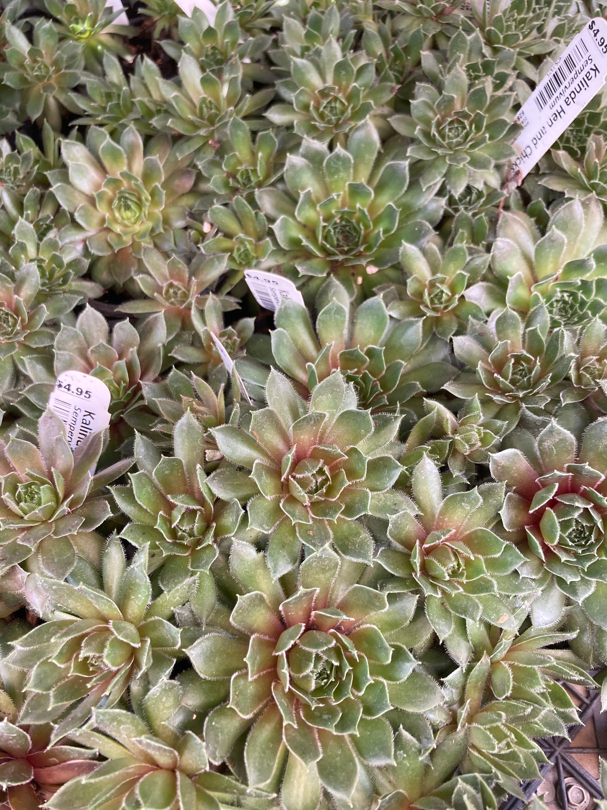 Hen and Chicks, Kalinda