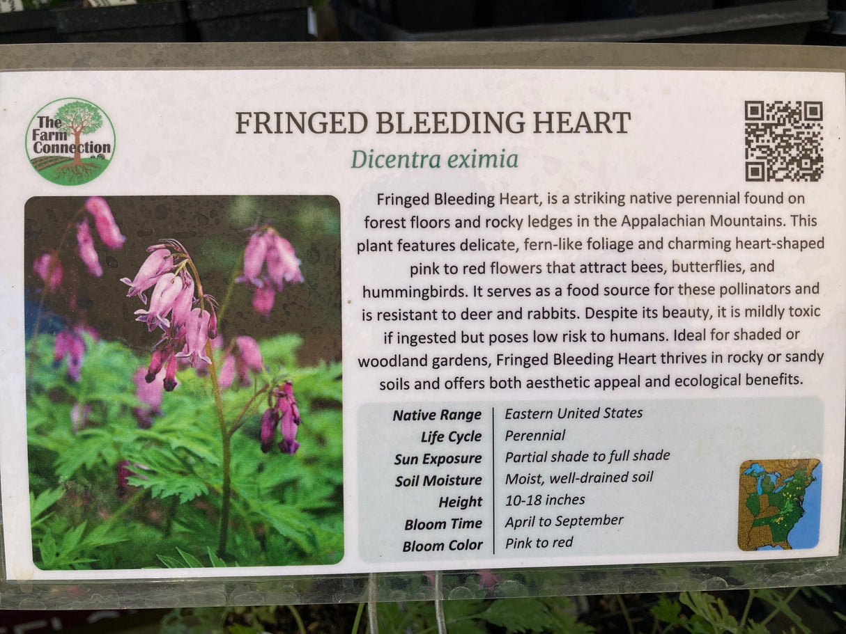 Bleeding Heart, Fringed