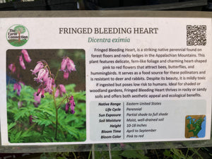 Bleeding Heart, Fringed