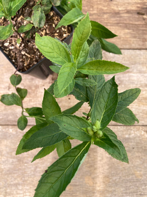 White Turtlehead