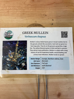 Mullein, Greek