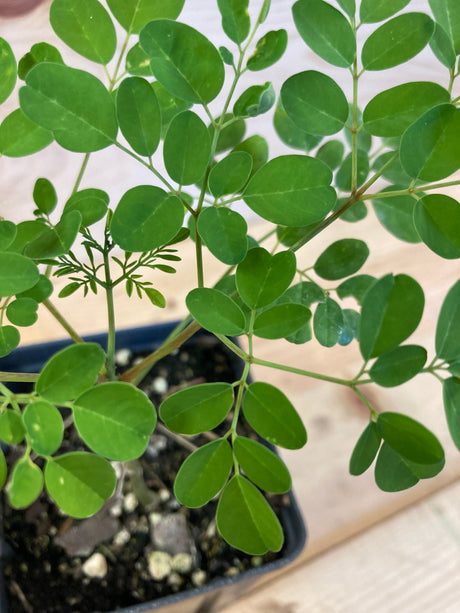 Moringa