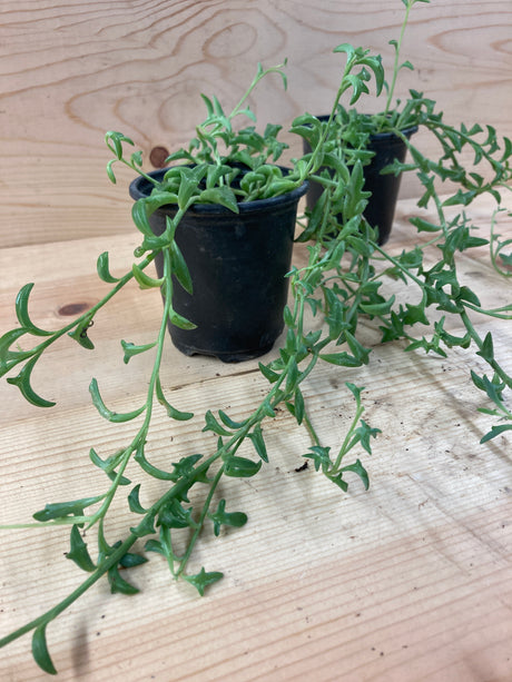 Succulent, String of Dolphins