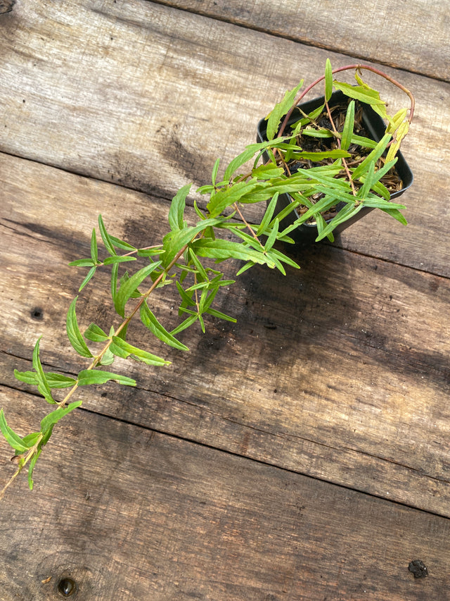 Baical Skullcap Potted Plant For Sale