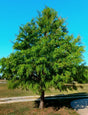 Bald Cypress Bare Root Native Trees Tree For Sale