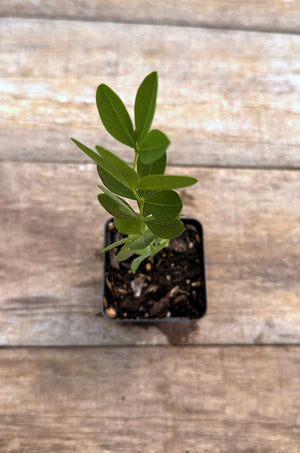 Baptisia alba white wild indigo potted plant for sale