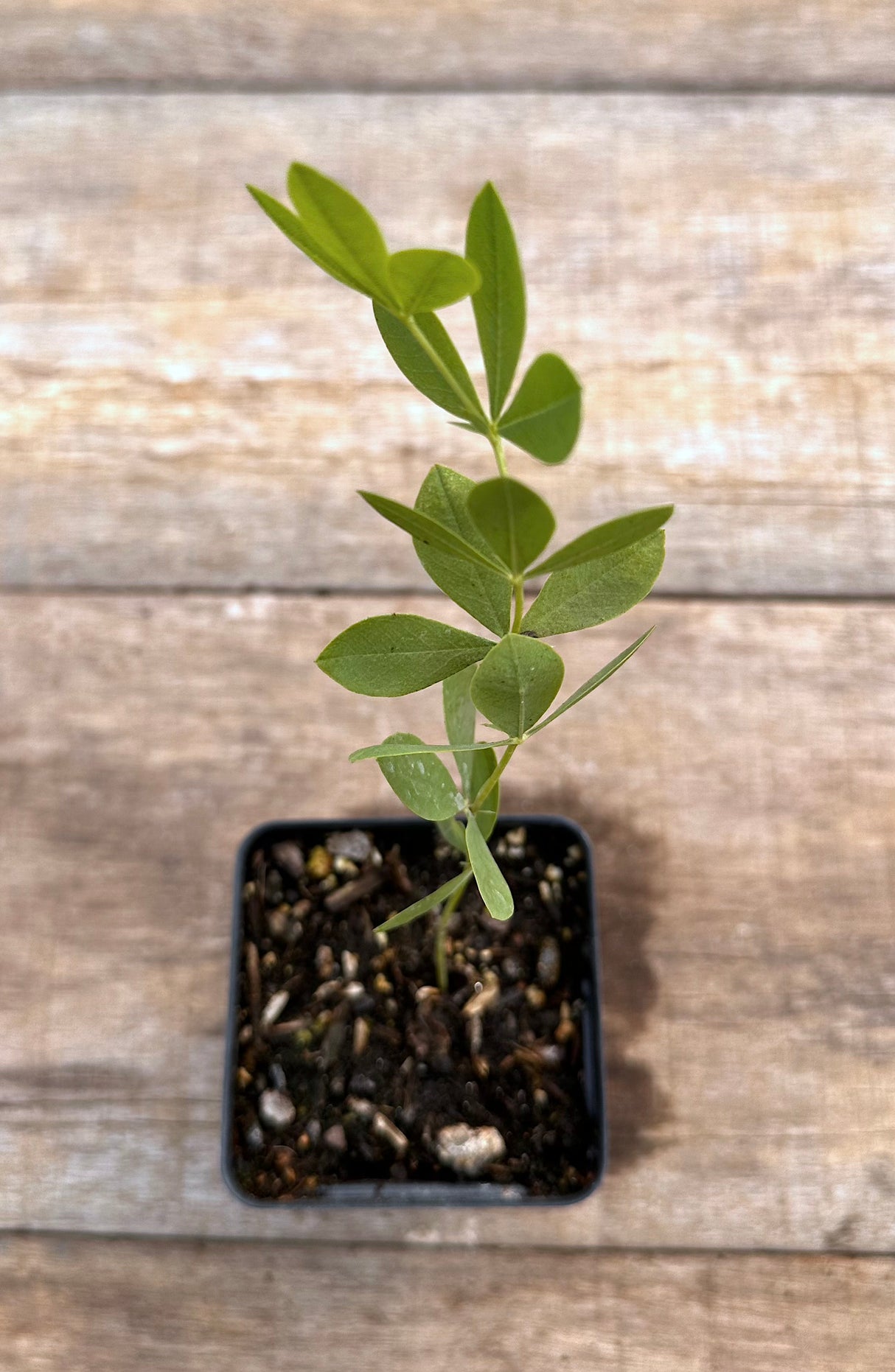 Baptisia australis blue wild indigo potted plant for sale