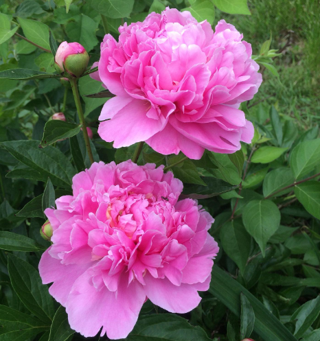 Peony, Barbara