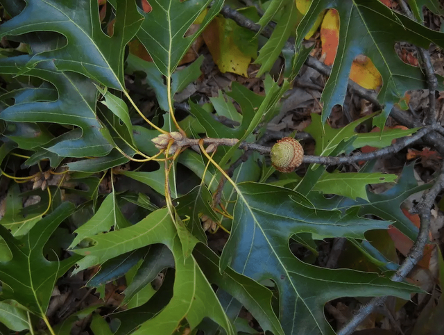 Black Oak Bare Root Native Tree For Sale