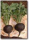 Seeds Radish, Black Spanish Round