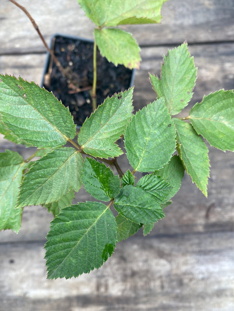 Blackberry 'Natchez' Potted Plant For Sale