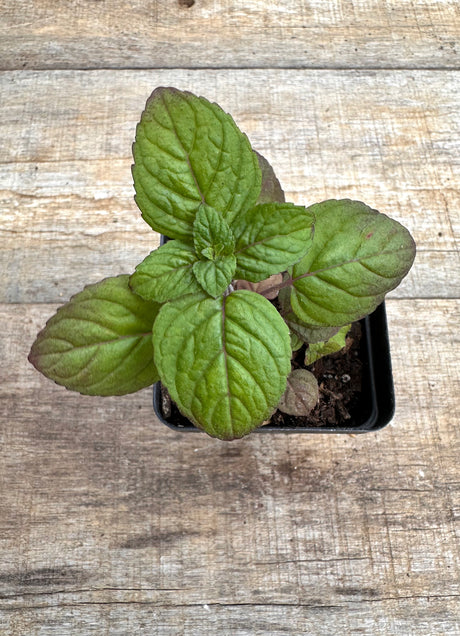 Blephilia ciliata downy wood mint potted plant for sale