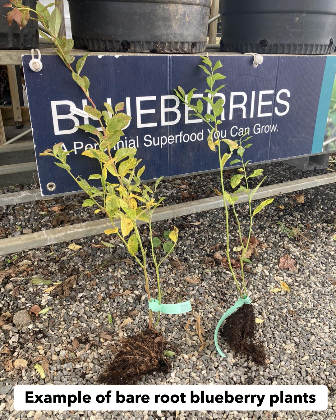 Blueberry, Burlington Bare Root Plant For Sale